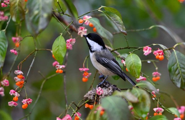 Assurance vie avec clause bénéficiaire au profit d'une cause environnementale : est-ce possible ?
